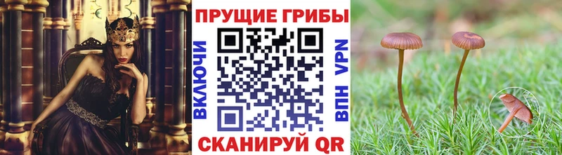 дарк нет официальный сайт  магазин продажи наркотиков  Всеволожск  Псилоцибиновые грибы мухоморы 