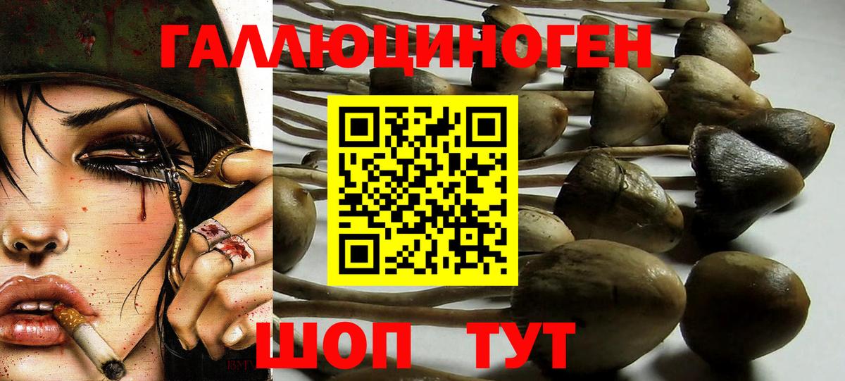 купить закладку  Галлюциногенные грибы Psilocybine cubensis  Вход с VPN  Всеволожск 