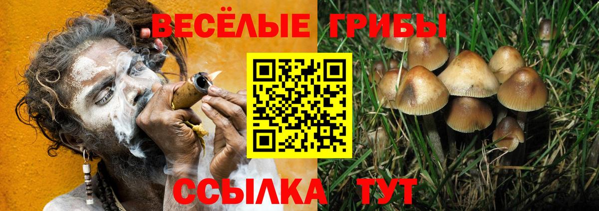 Псилоцибиновые грибы Psilocybine cubensis Всеволожск